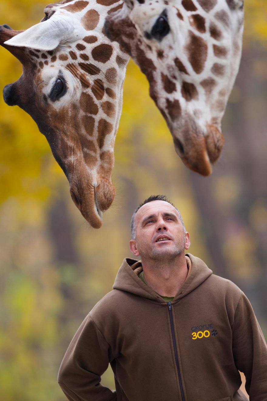 A Special Love Between The Zookeeper And Giraffes