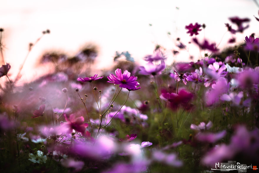 I Captured Cosmos Blooming In Japan