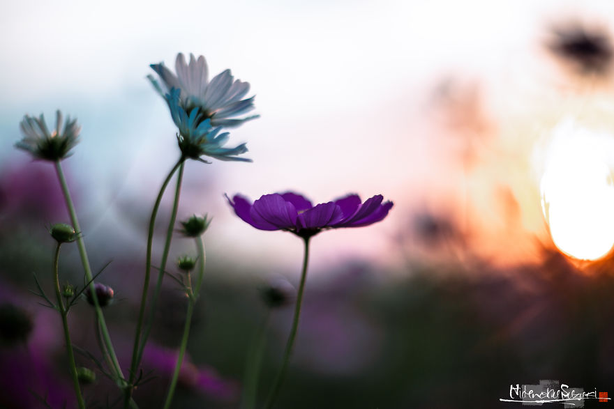 I Captured Cosmos Blooming In Japan