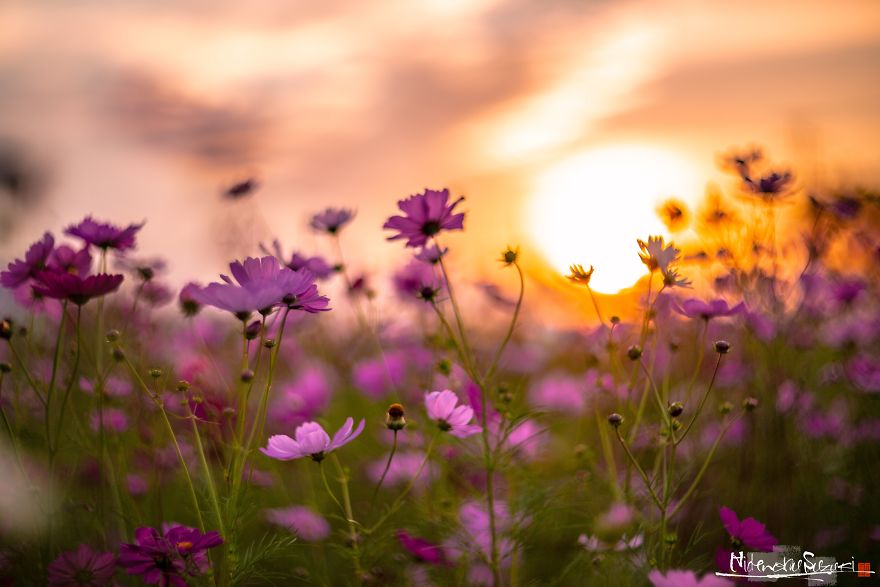 I Captured Cosmos Blooming In Japan