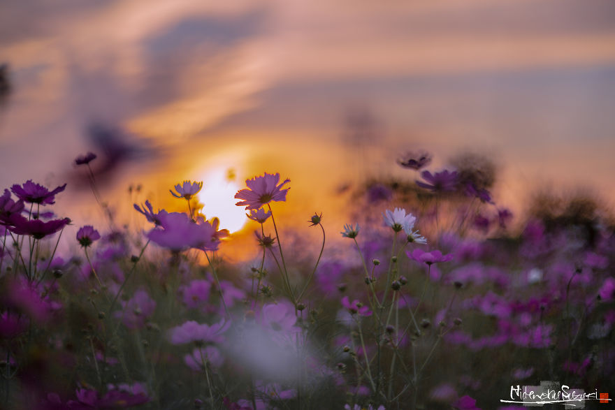 I Captured Cosmos Blooming In Japan