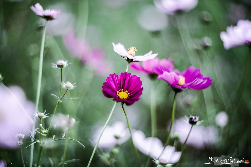 I Captured Cosmos Blooming In Japan