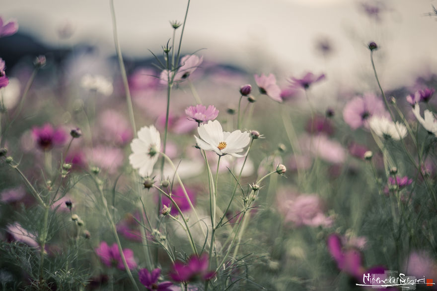 I Captured Cosmos Blooming In Japan
