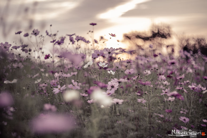 I Captured Cosmos Blooming In Japan