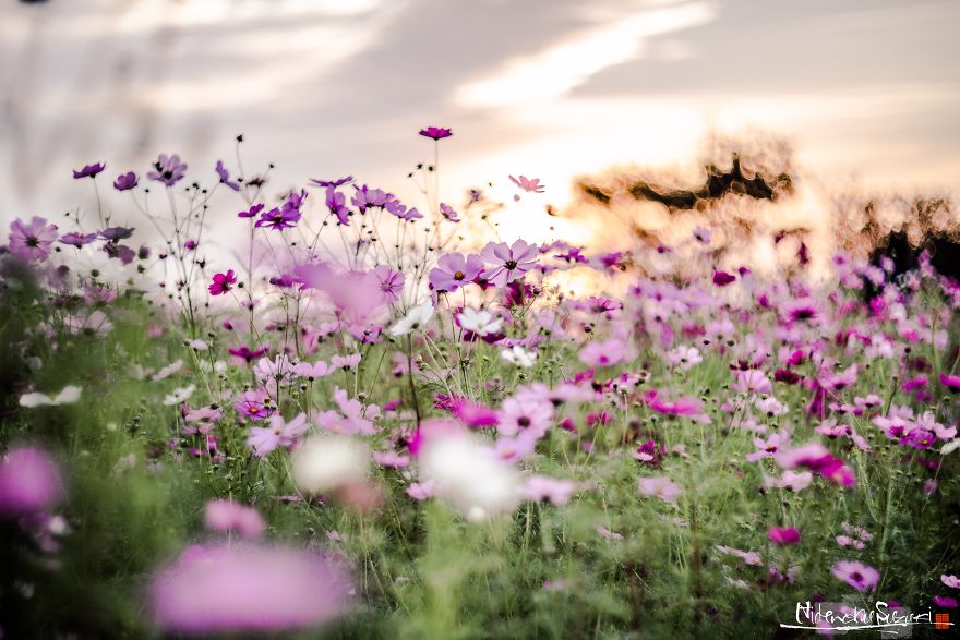 I Captured Cosmos Blooming In Japan