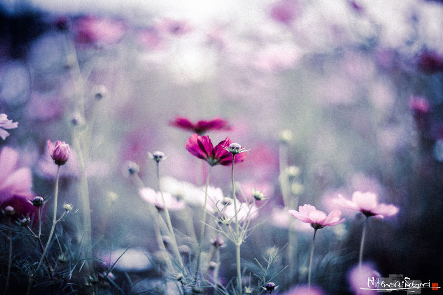 I Captured Cosmos Blooming In Japan
