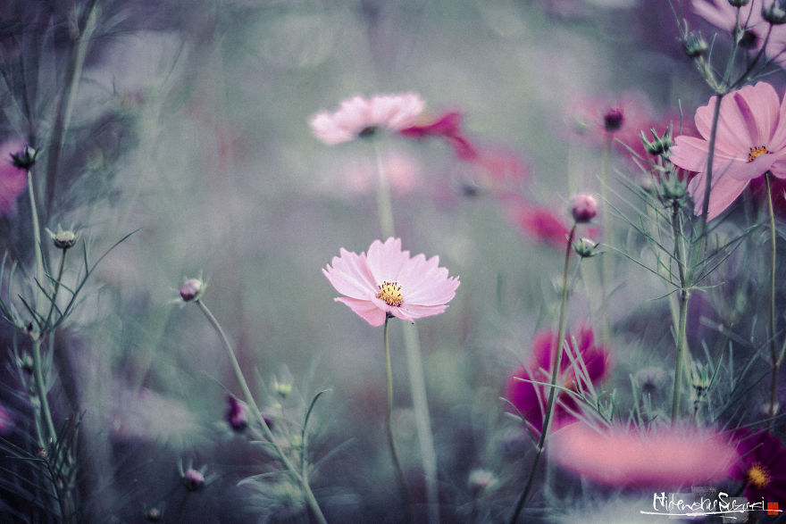 I Captured Cosmos Blooming In Japan