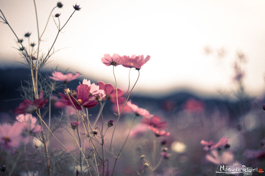 I Captured Cosmos Blooming In Japan