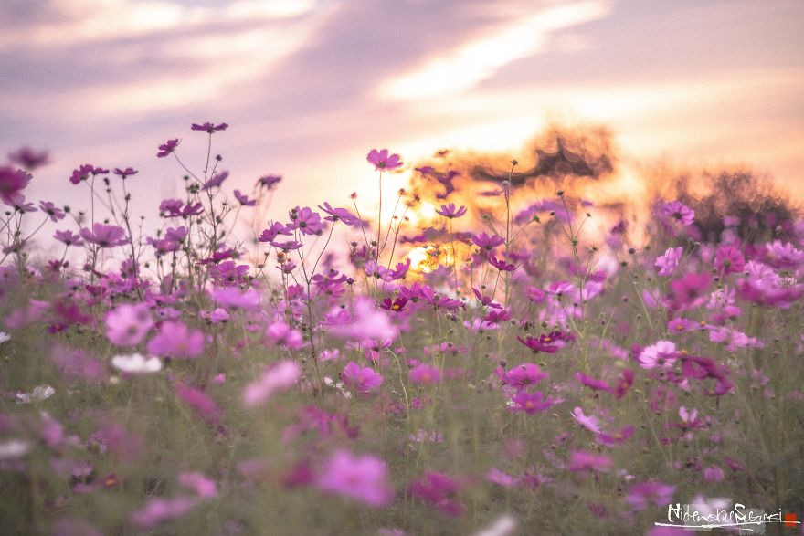I Captured Cosmos Blooming In Japan