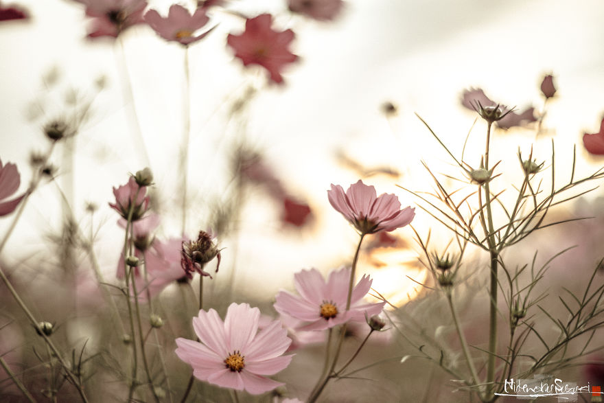 I Captured Cosmos Blooming In Japan