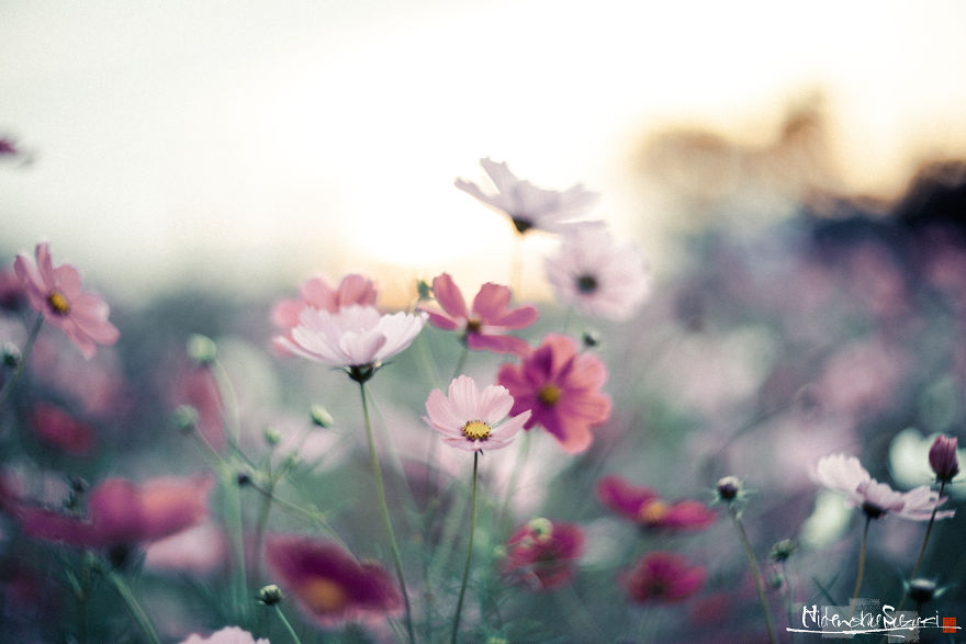 I Captured Cosmos Blooming In Japan