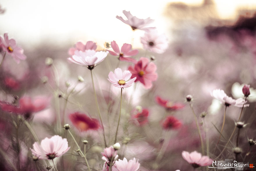 I Captured Cosmos Blooming In Japan