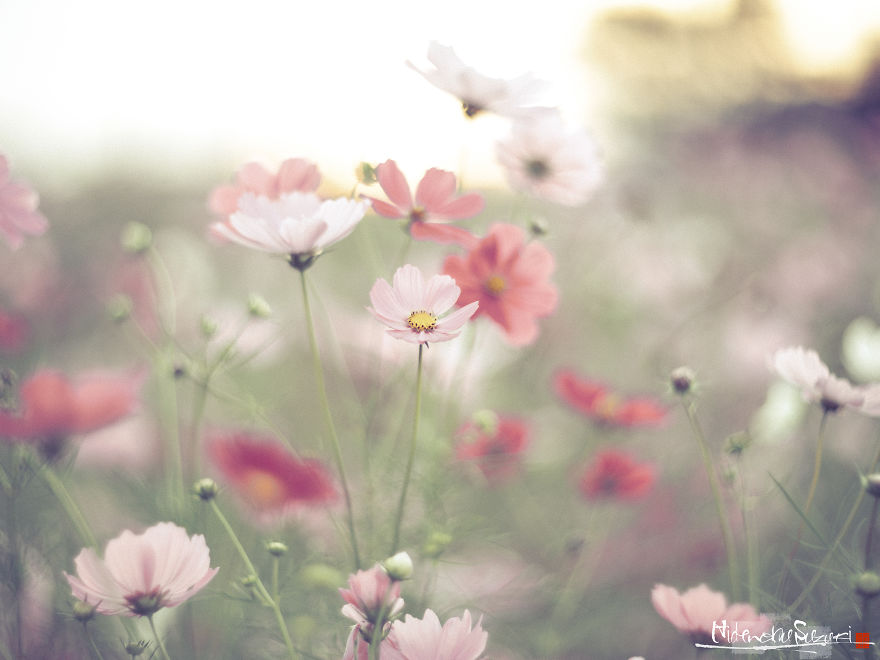 I Captured Cosmos Blooming In Japan