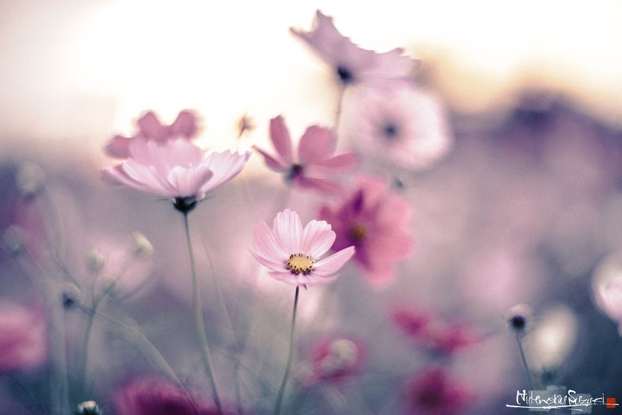 I Captured Cosmos Blooming In Japan