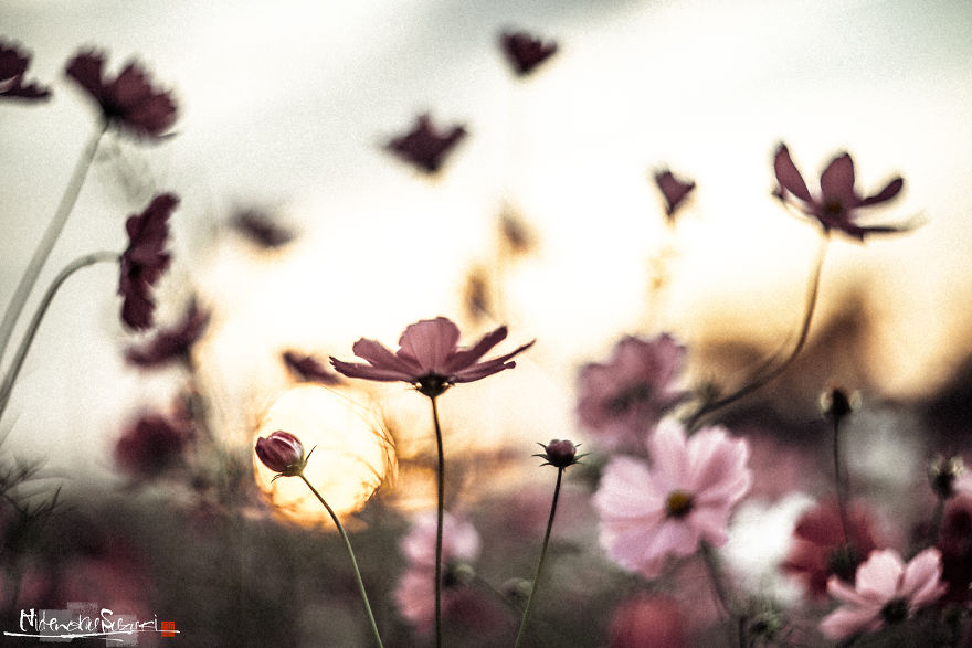 I Captured Cosmos Blooming In Japan