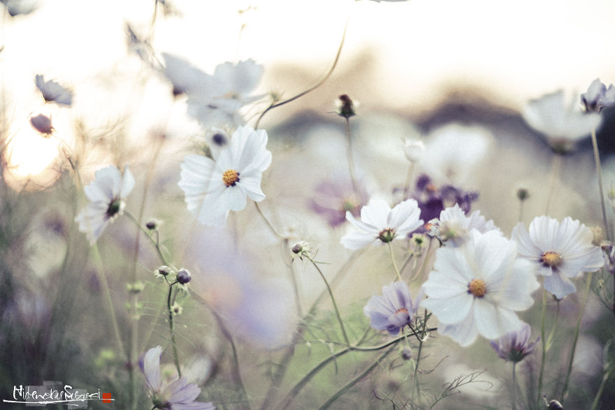 I Captured Cosmos Blooming In Japan