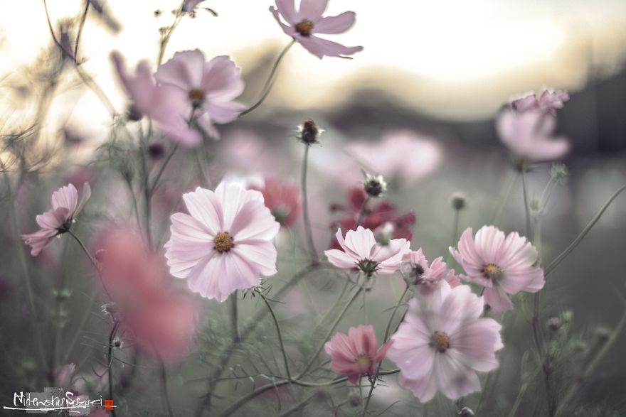 I Captured Cosmos Blooming In Japan