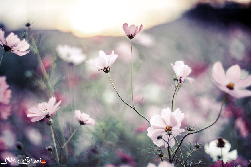 I Captured Cosmos Blooming In Japan