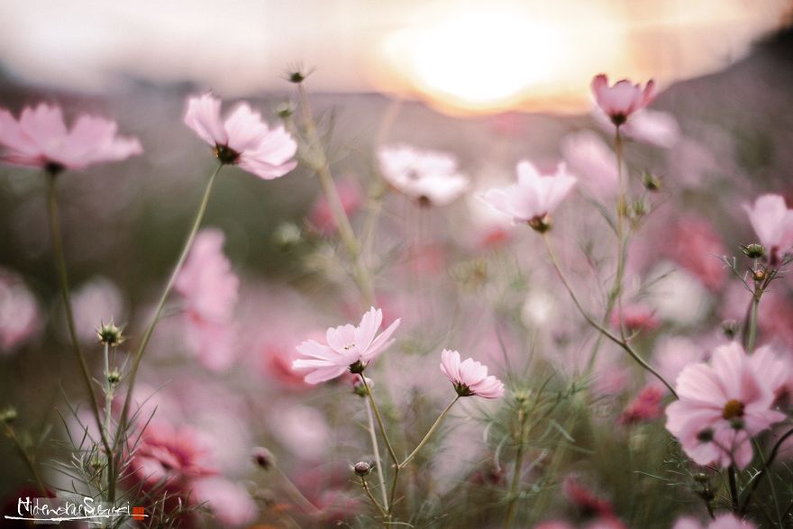 I Captured Cosmos Blooming In Japan