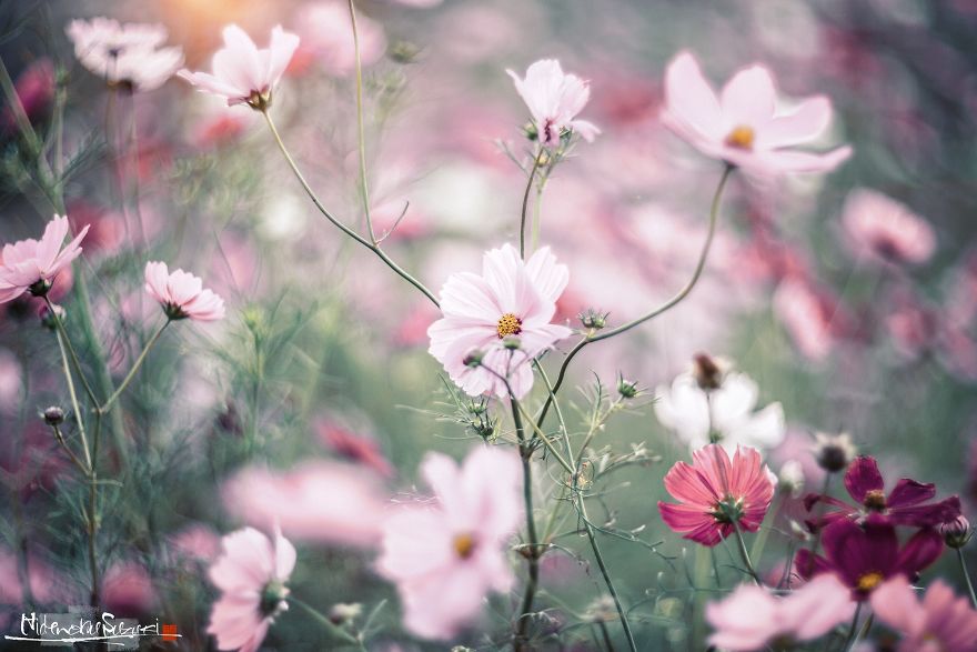 I Captured Cosmos Blooming In Japan