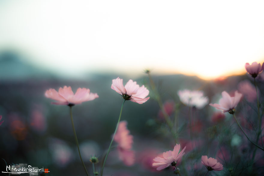 I Captured Cosmos Blooming In Japan