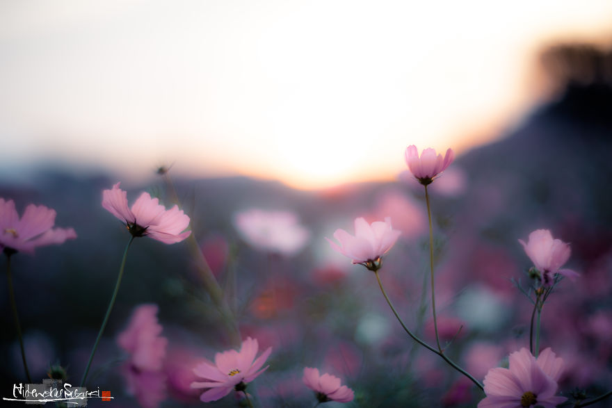 I Captured Cosmos Blooming In Japan