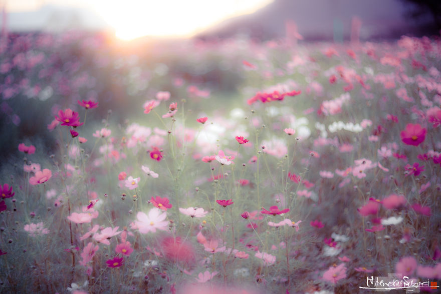 I Captured Cosmos Blooming In Japan
