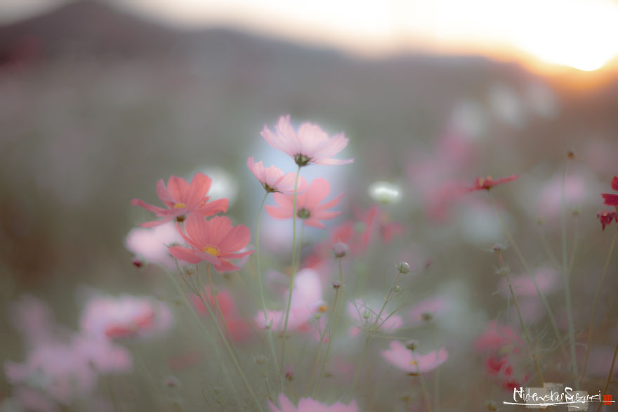 I Captured Cosmos Blooming In Japan