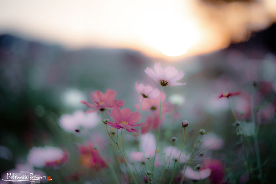 I Captured Cosmos Blooming In Japan