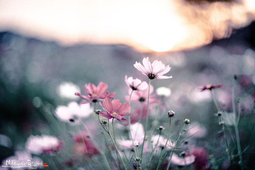 I Captured Cosmos Blooming In Japan