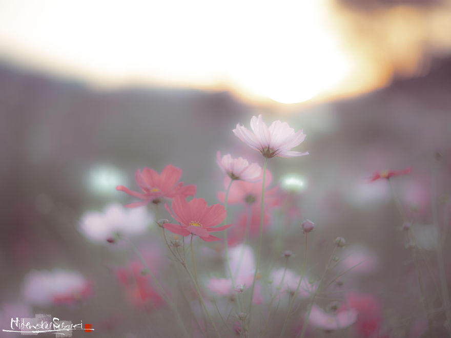 I Captured Cosmos Blooming In Japan