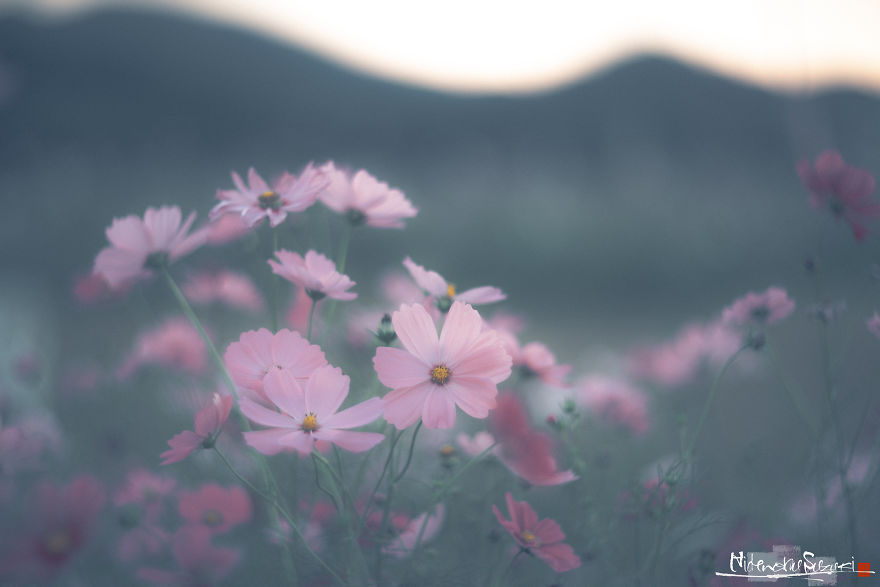 I Captured Cosmos Blooming In Japan