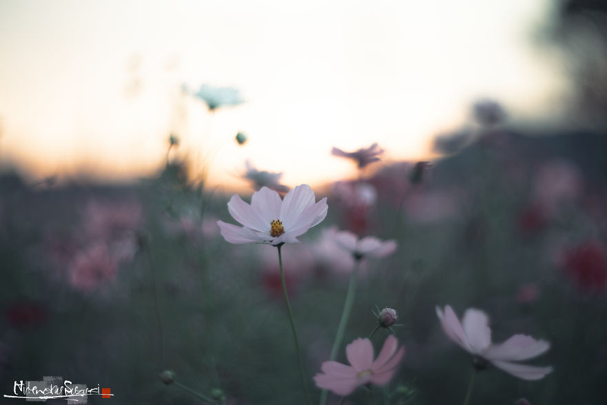I Captured Cosmos Blooming In Japan