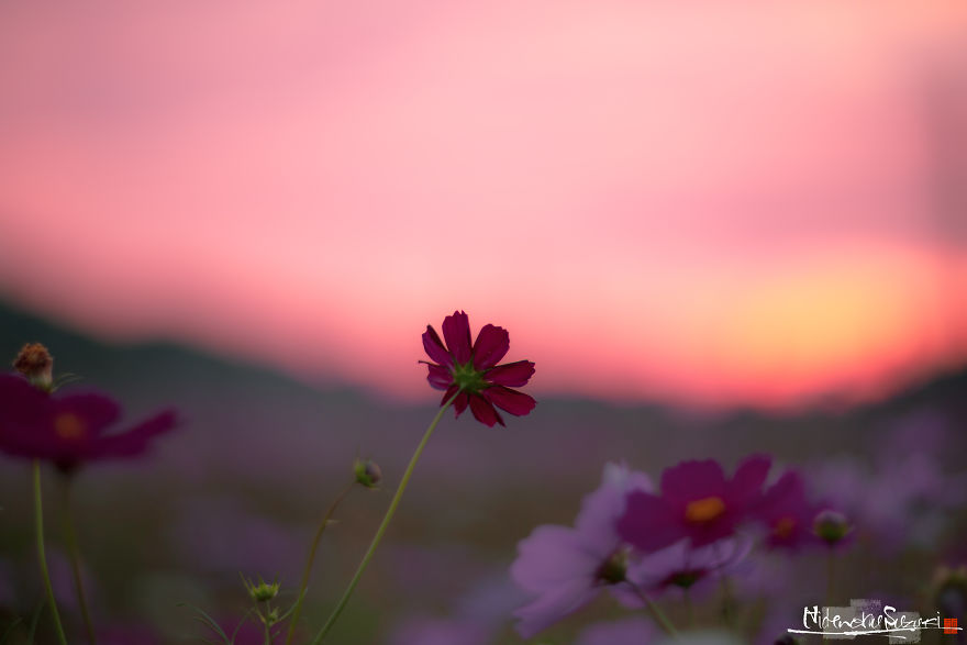 I Captured Cosmos Blooming In Japan