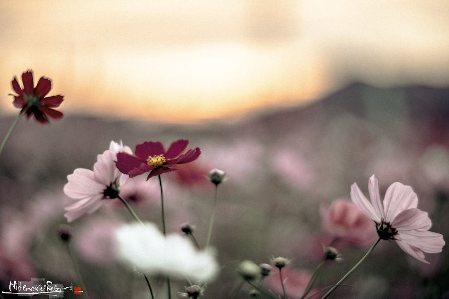 I Captured Cosmos Blooming In Japan