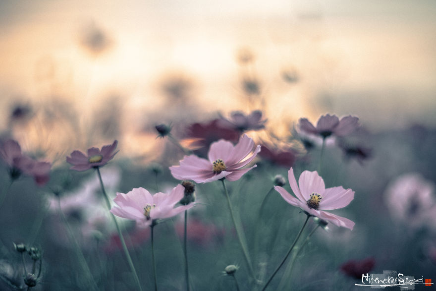 I Captured Cosmos Blooming In Japan