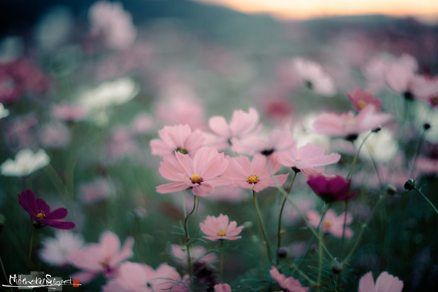 I Captured Cosmos Blooming In Japan