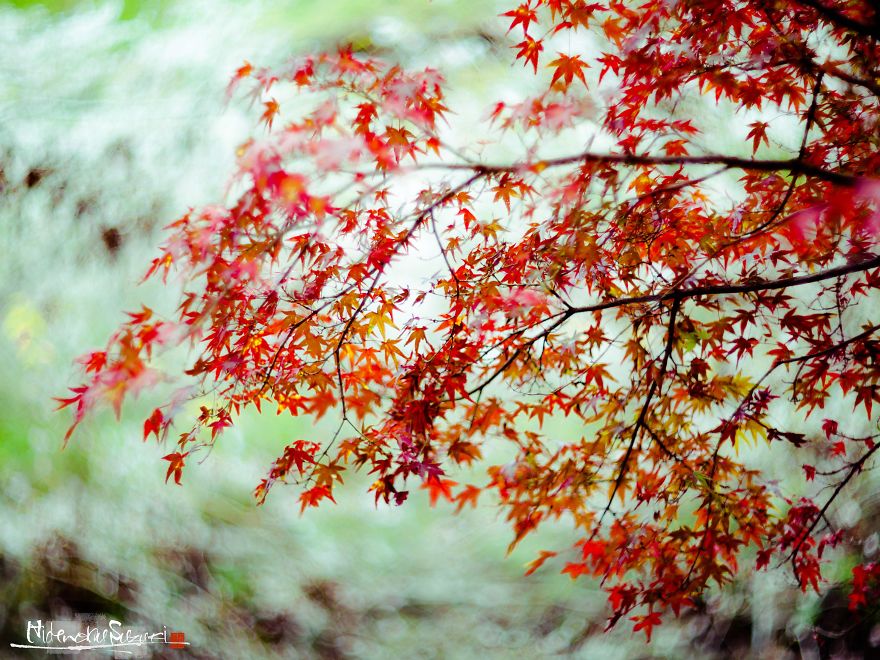 Do You Know The Autumn Cherry Blossoms?