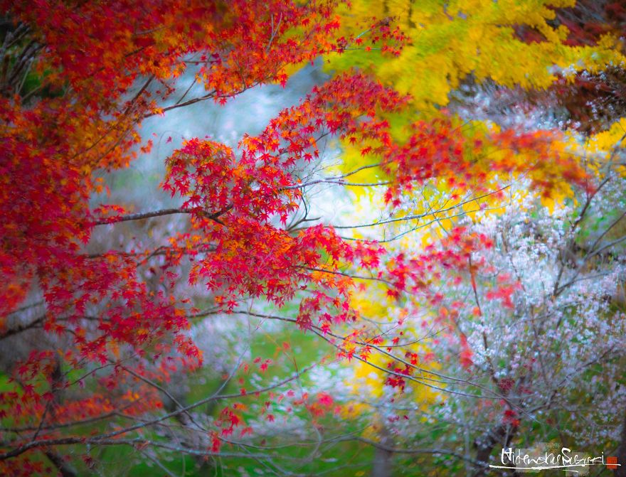 Do You Know The Autumn Cherry Blossoms?