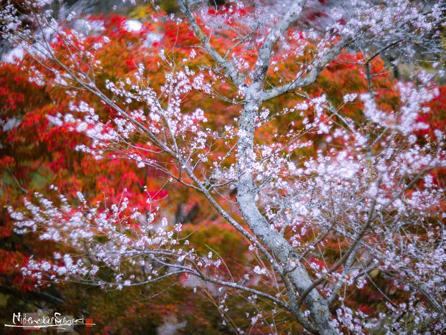 Do You Know The Autumn Cherry Blossoms?
