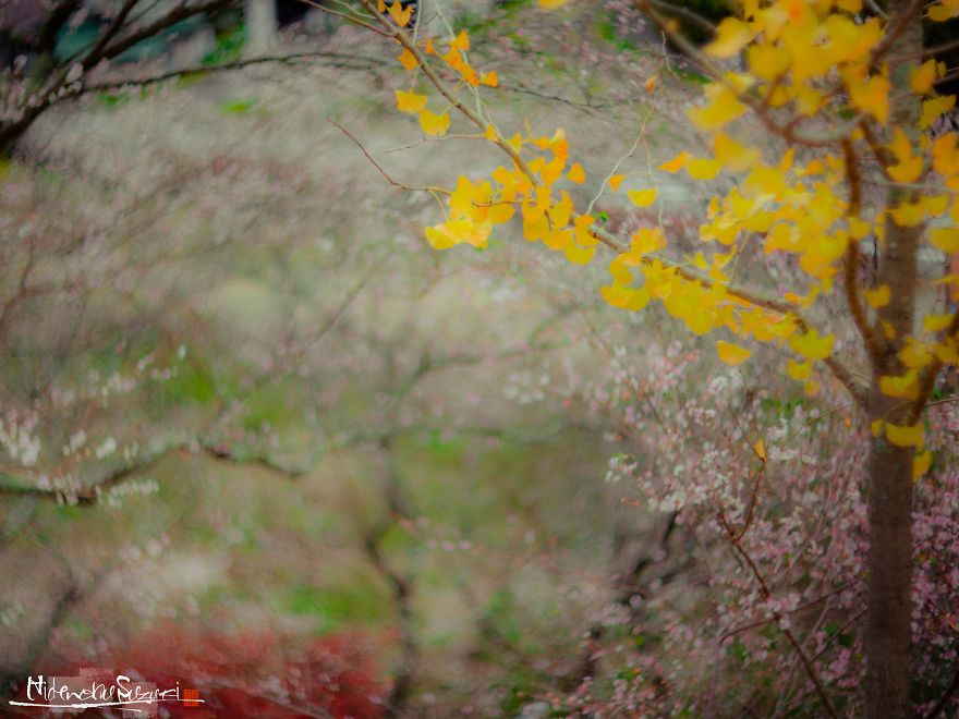 Do You Know The Autumn Cherry Blossoms?