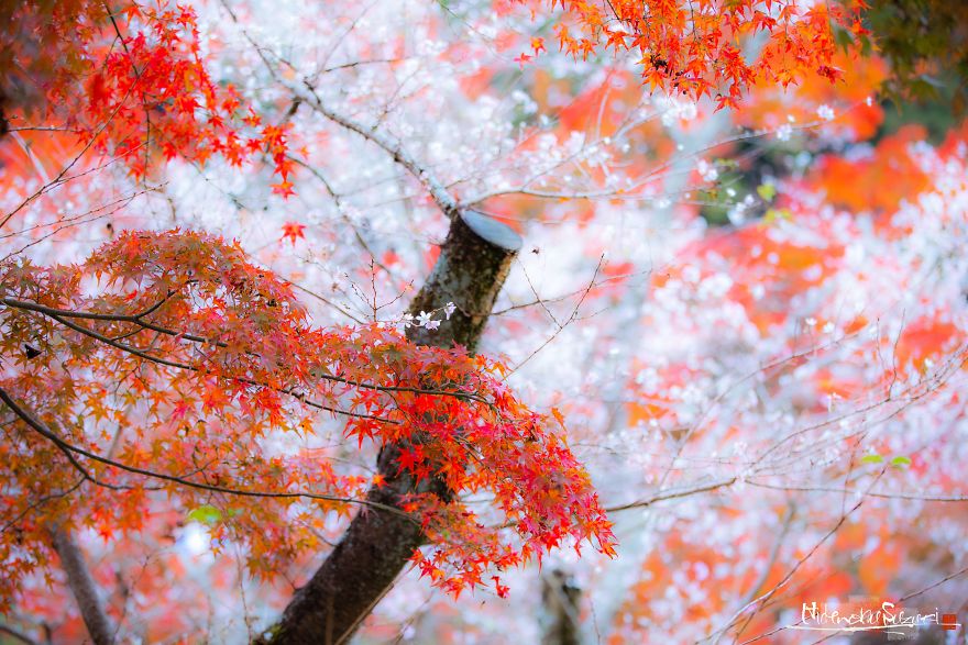 Do You Know The Autumn Cherry Blossoms?