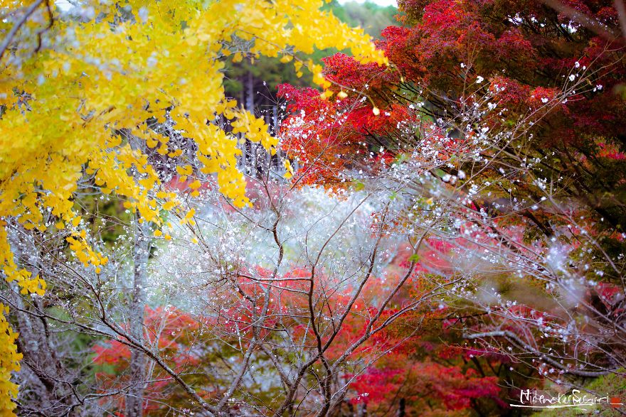 Do You Know The Autumn Cherry Blossoms?