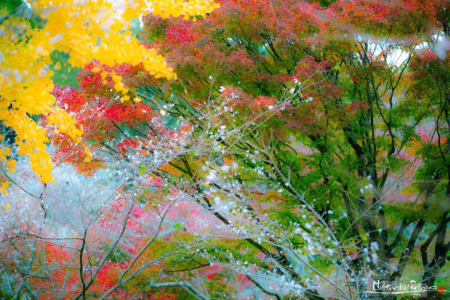 Do You Know The Autumn Cherry Blossoms?