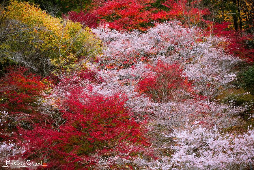 Do You Know The Autumn Cherry Blossoms?