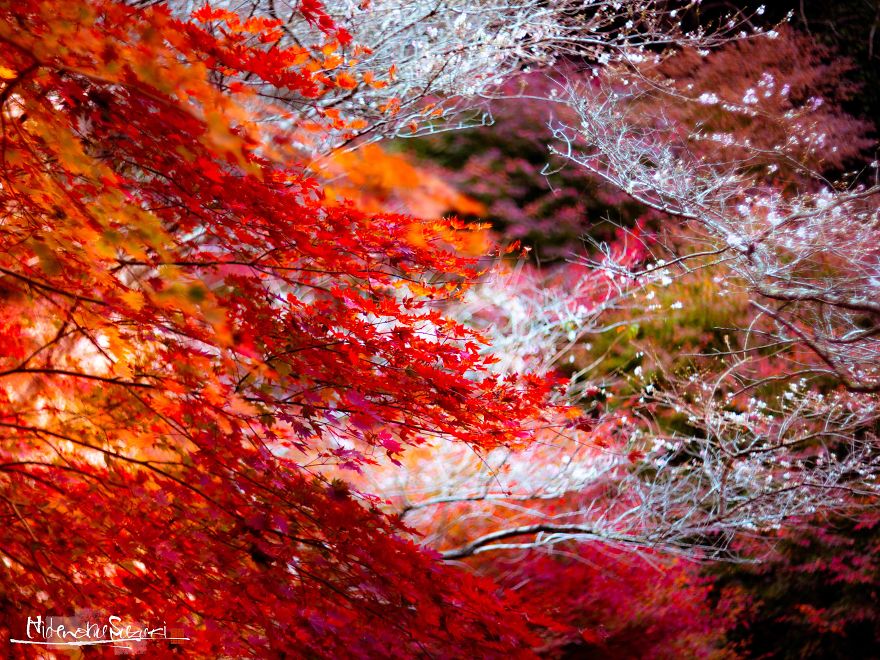 Do You Know The Autumn Cherry Blossoms?