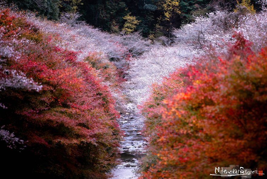 Do You Know The Autumn Cherry Blossoms?