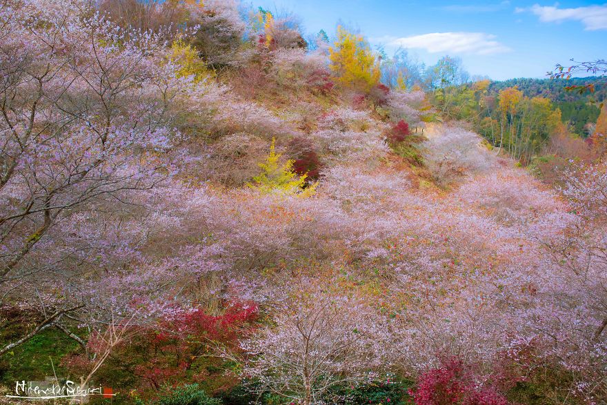 Do You Know The Autumn Cherry Blossoms?