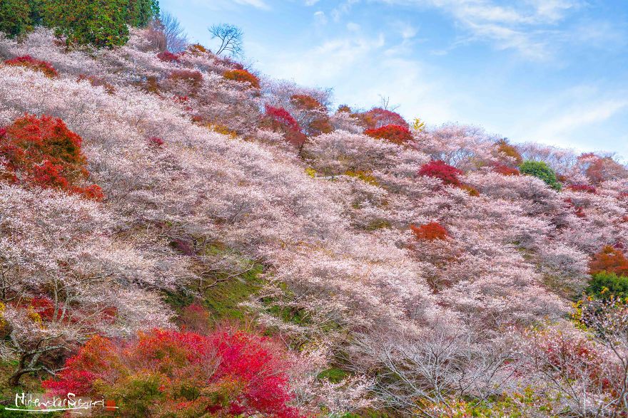 Do You Know The Autumn Cherry Blossoms?