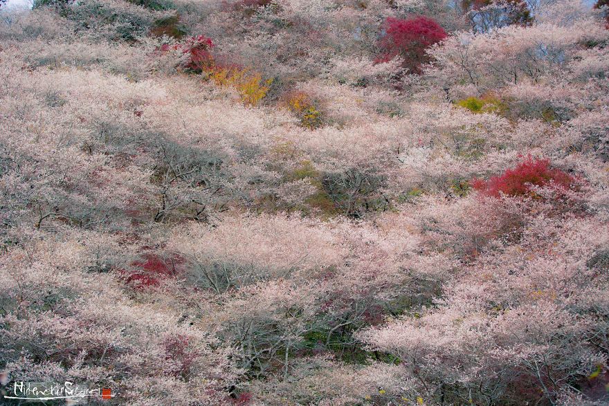 Do You Know The Autumn Cherry Blossoms?